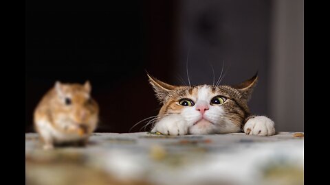 The Cat Set a Trap… Will the Mouse Fall for It? 🧀🐱🐭