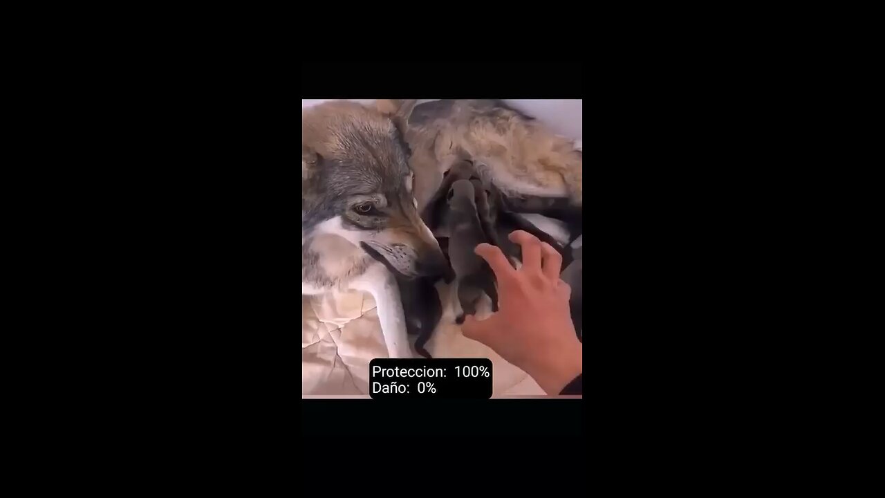 Protection