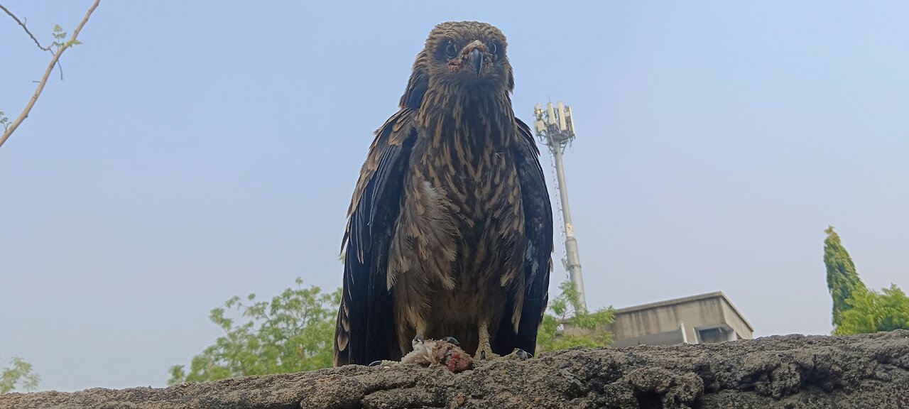 Juvenile Eagle 🦅