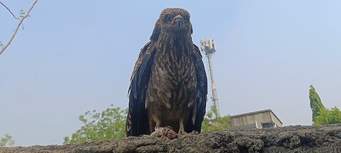Juvenile Eagle 🦅