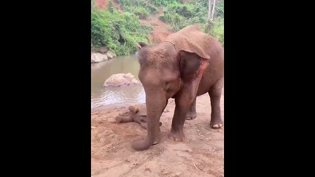 MOTHER ELEPHANT & BABY'S FUN TIME