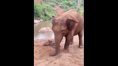 MOTHER ELEPHANT & BABY'S FUN TIME