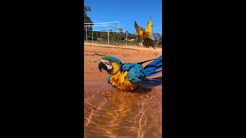 Macaws drinking water