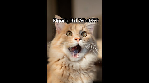NO MORE PERMANENT ALIMONY IN FLORIDA. A MR. JIGGLES' REACTION