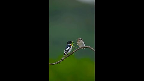 Bird 🐔🕊️🐔🕊️ share lunch together ☺️😁