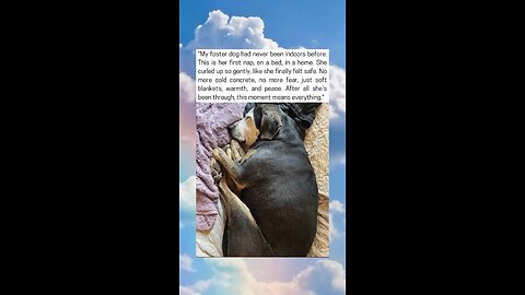 Foster Dog Sleeps Indoors For The First Time