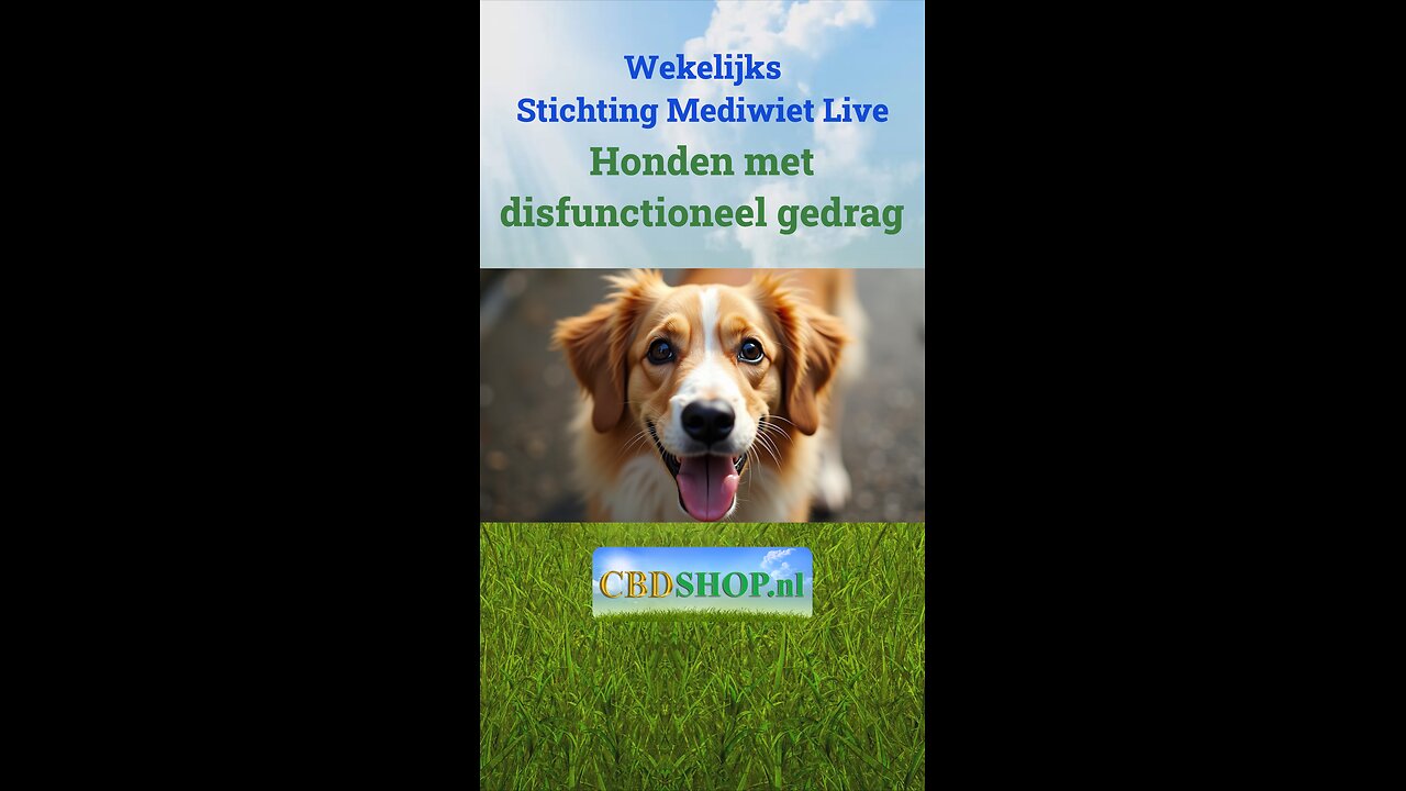 Honden met disfunctioneel gedrag
