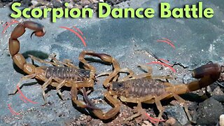 Weird Scorpion Dance Battle For Getting Ladies