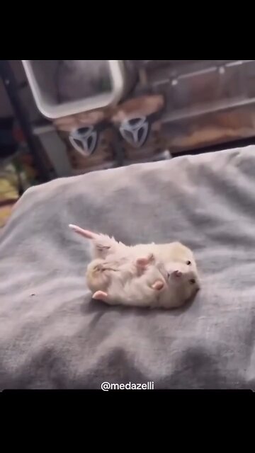 Hamster has no respect