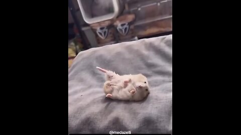 Hamster has no respect