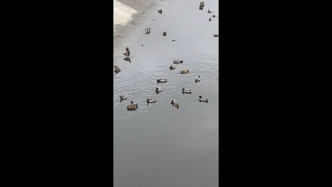 Mallard Ducks 🦆 #mallardducks #followme #shorts #viral #swimming #ducks #duck #trending