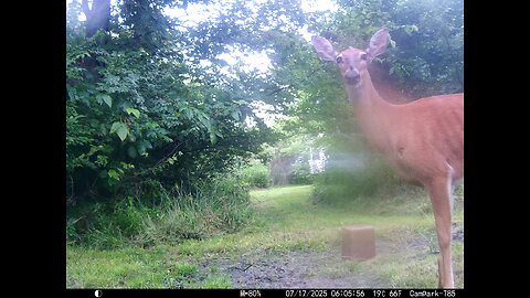 Deer Cam 07-17-2025 Doe Looking For Fawn Game Cam Trail Cam