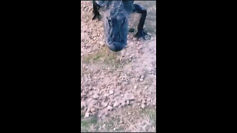 LIVE 24/7 Indiana Birds, Squirrels and Wildlife Feeder Cam crocodile attacks fish