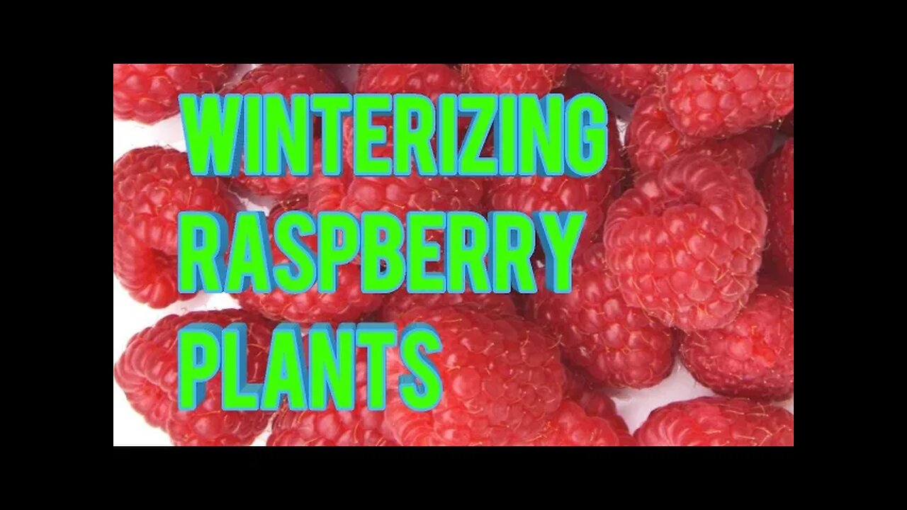 Winterizing Raspberry plants
