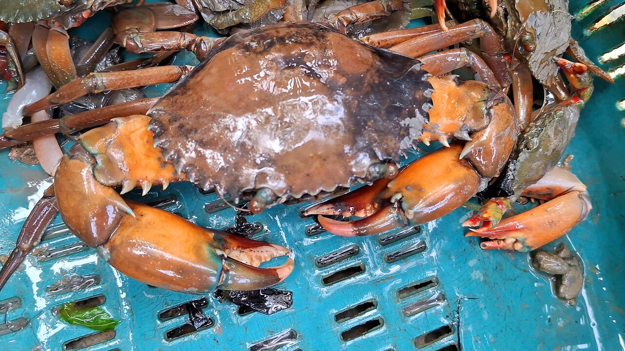 Sundarban crabs 🦀 hunting