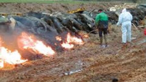 "Government Enlists Valuers: A Dive into Livestock Culls and Farm Seizure Trends"