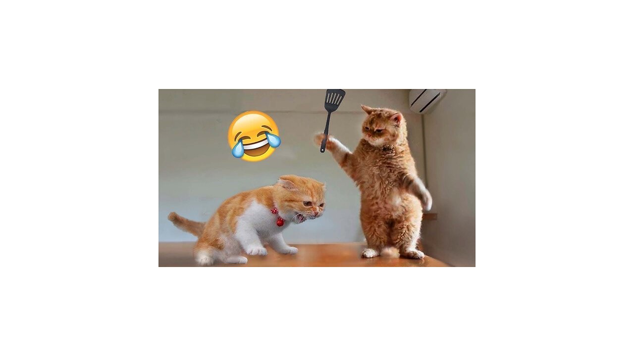 funny dog and cat video