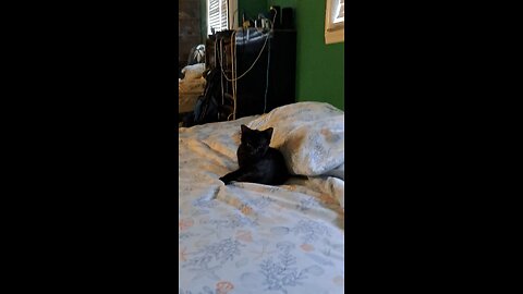 look at my tiny void cat