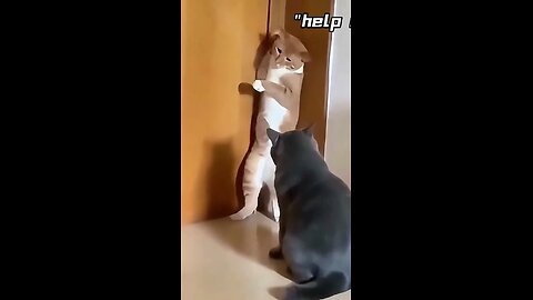 My Cat Deserves an Oscar for This Performance! 😂🐾