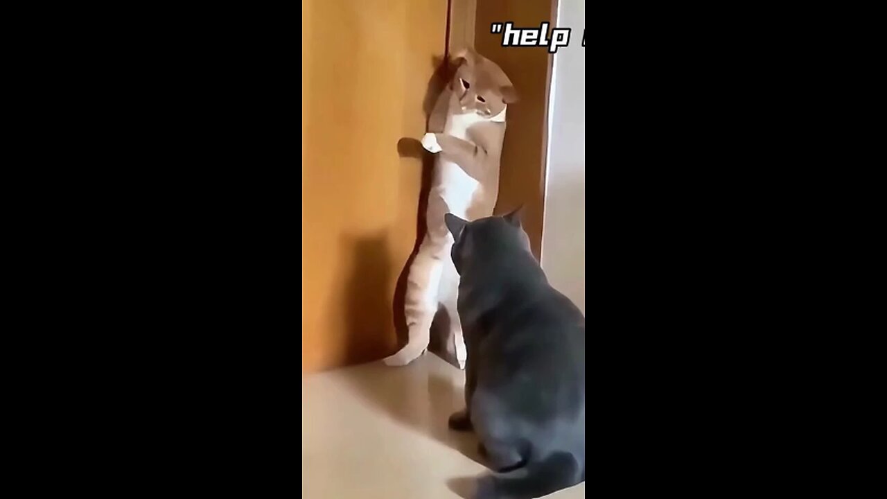 My Cat Deserves an Oscar for This Performance! 😂🐾