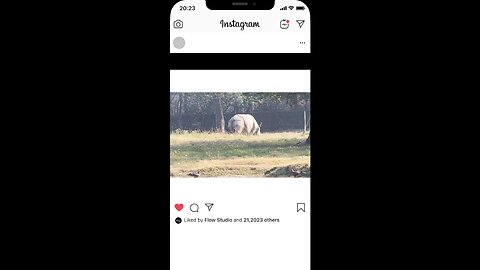 🦏 This Gentle Giant Rules the Grasslands of India #OneHornedRhino #IndianWildlife