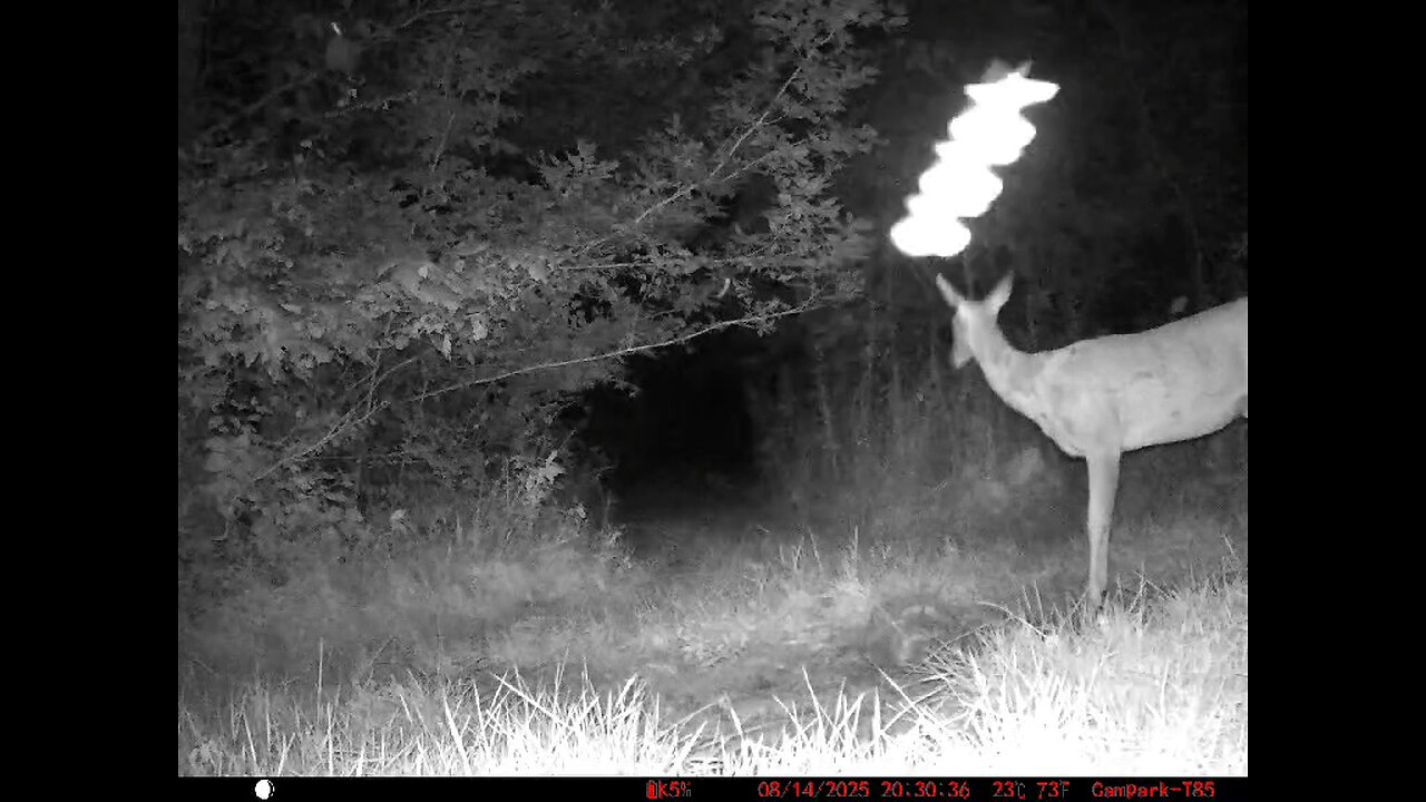 Deer Cam 08-14-2025 Something Flies By Doe On Hot Muggy Night Game Cam Trail Cam