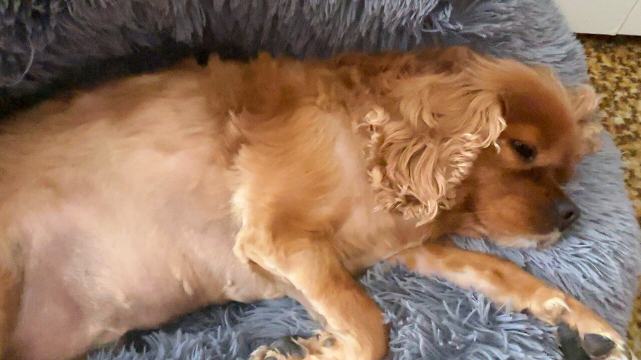 ❤️🐶 my sweetheart 🐶❤️