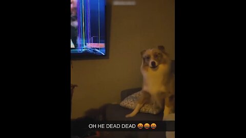Top 5 Doggo Moments ( PART 1 )