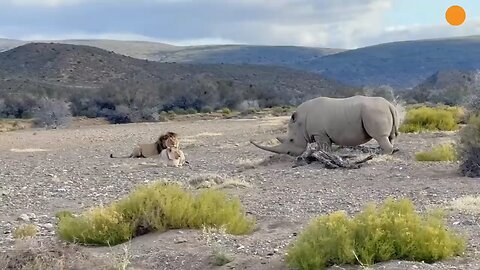 Rhino Stabs At Lion Male