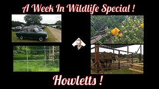 A Week In Wildlife Special ! Howletts !