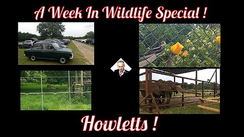 A Week In Wildlife Special ! Howletts !