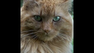 Multan a una mujer en Francia por el maullido de su gato durante viaje en tren