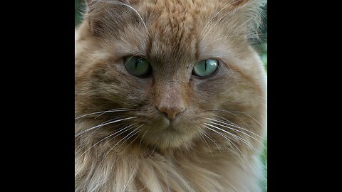 Multan a una mujer en Francia por el maullido de su gato durante viaje en tren