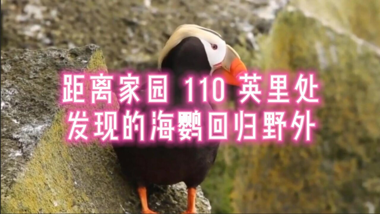 距离家园 110 英里处发现的海鹦回归野外