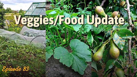 Vegetables plot Update. Abundance after the summer solstice!
