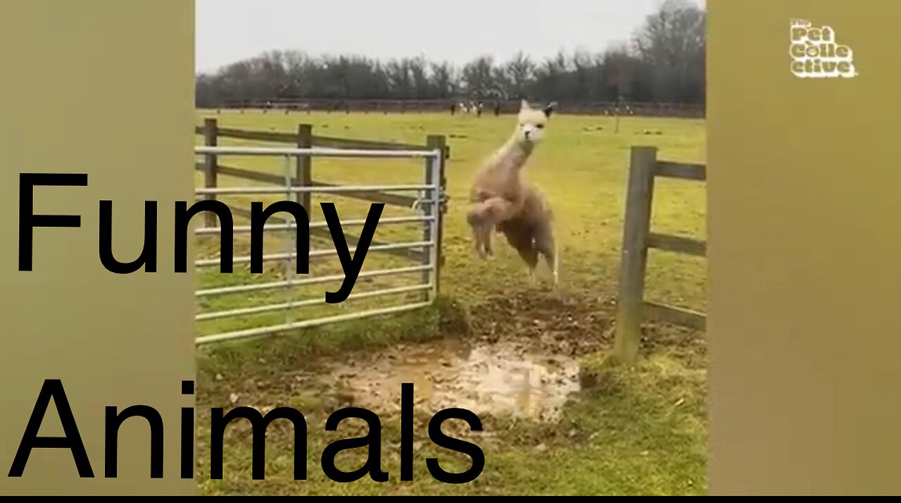 Funny animals video 🤣
