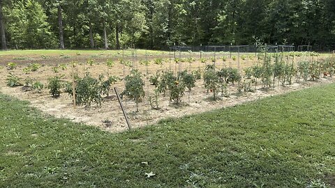 Garden Update — 11 July 2025
