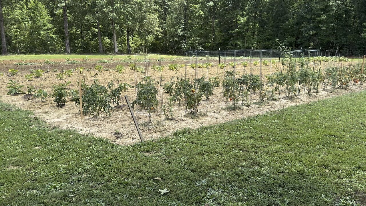 Garden Update — 11 July 2025