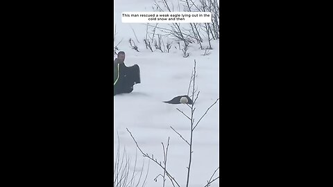 This_man_rescued_a_weak_eagle_lying_out_in_the_cold_snow_and_then😮