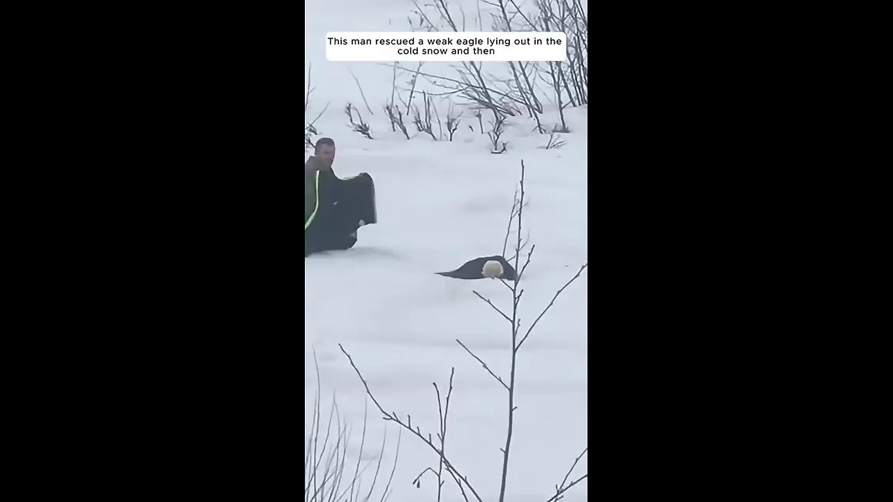 This_man_rescued_a_weak_eagle_lying_out_in_the_cold_snow_and_then😮