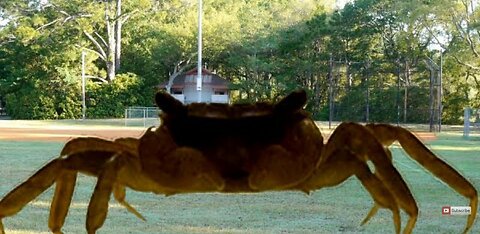 Opulence giant crab old opulence nostalgia