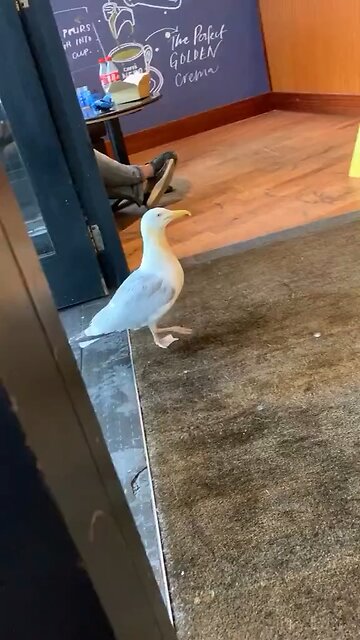 Bird steaks from shop 😂😂