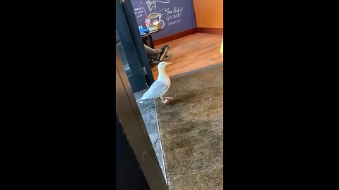 Bird steaks from shop 😂😂