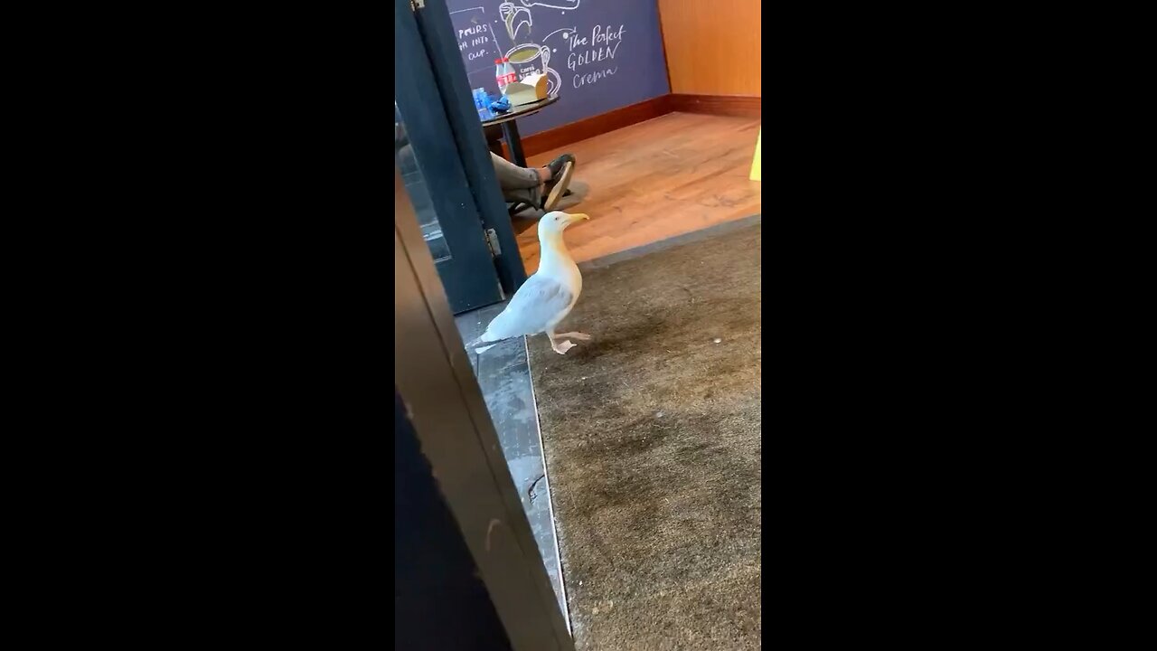 Bird steaks from shop 😂😂