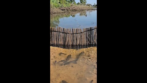 best jumper in his class