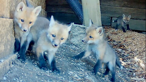 Fox Kits Running Around