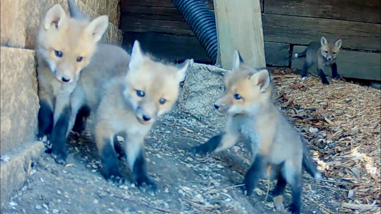Fox Kits Running Around