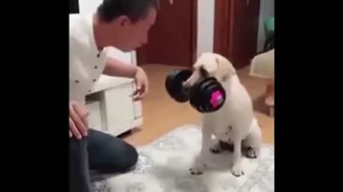 Cat and Dog funny video | Footage No Copyright | Funny animals - Funny animal videos 2023