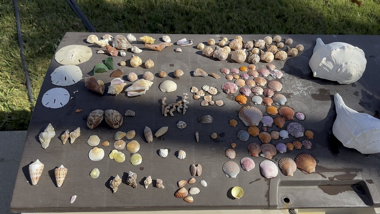 Beach Finds 3/30/2025 | 4K