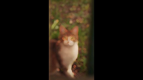 Look into my EYES!